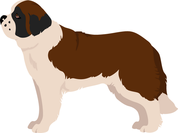 St Bernard Longhaired Coat Colors, Different Poses Clipart